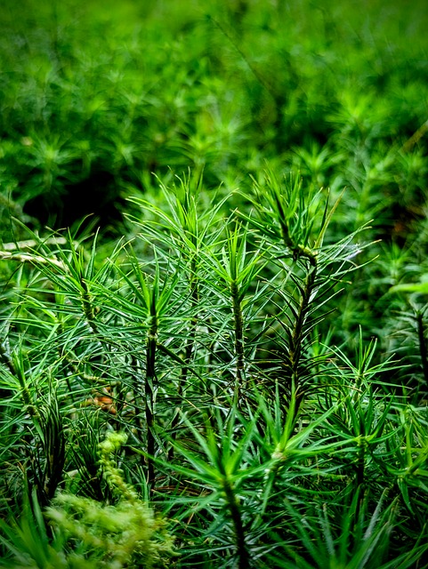 Free Down Nature photo and picture