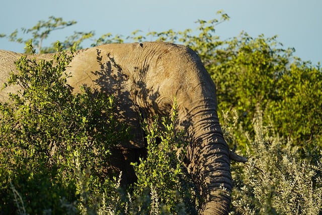 Elefant, Afrikanischer Elefant