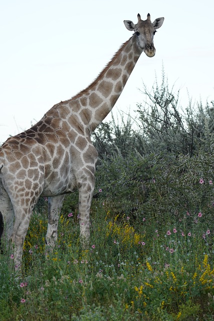 Giraffe, Etosha Nationalpark, Namibia