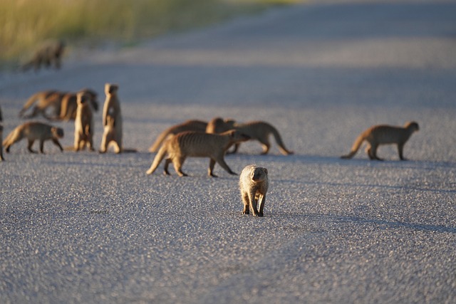 Mangusten, Etosha Nationalpark, Namibia