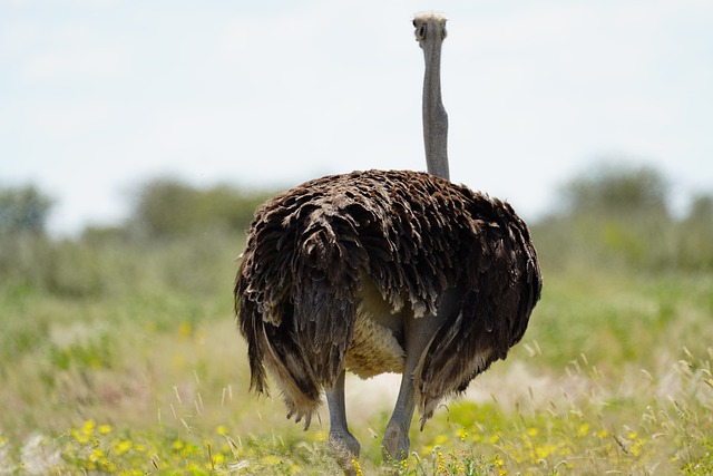 Strauß, Etosha Nationalpark, Namibia