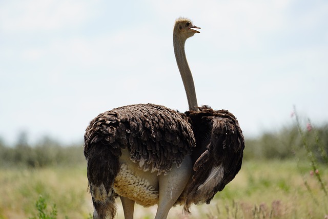 Strauß, Etosha Nationalpark, Namibia