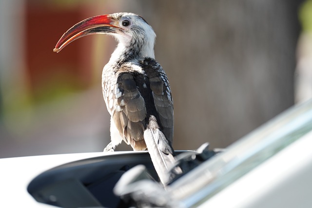 Rotschnabeltoko, Toko, Nashornvogel
