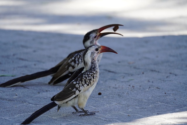 Rotschnabeltoko, Toko, Nashornvogel