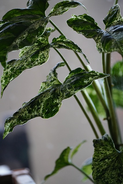 Purpurtute, Syngonium Podophyllum