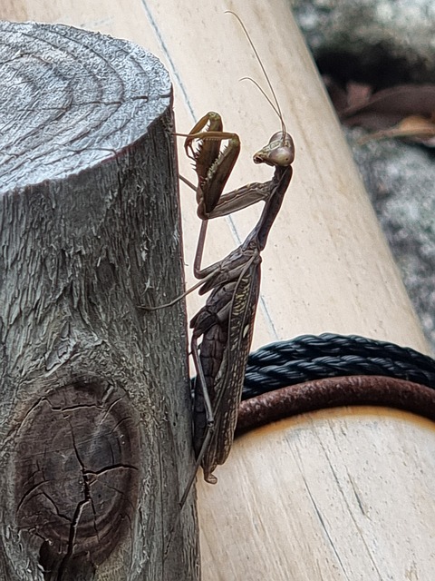 Free Mantis Insect photo and picture