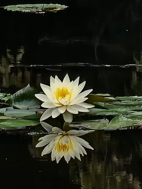 Free Water Lily Bloom photo and picture