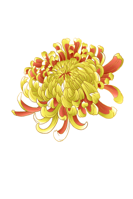 Free Chrysanthemum Nature illustration and picture