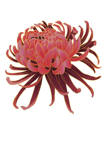 Free Chrysanthemum Nature photo and picture