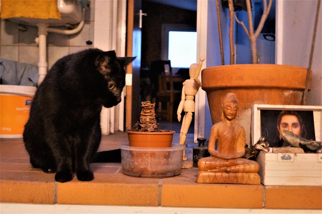 Free Black Cat Buddha Statue photo and picture