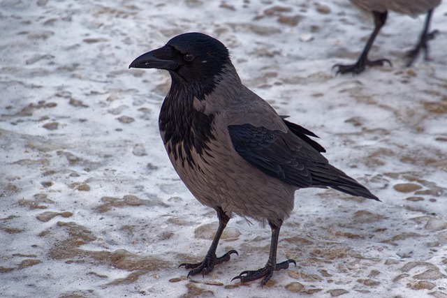 Crow Nature Bird - Free photo on Pixabay