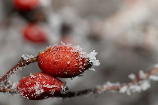 Free Rose Hip Ice Cream photo and picture