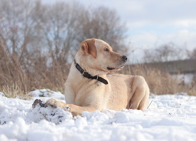 Landskab, Labrador, Blondine, Sne, Natur