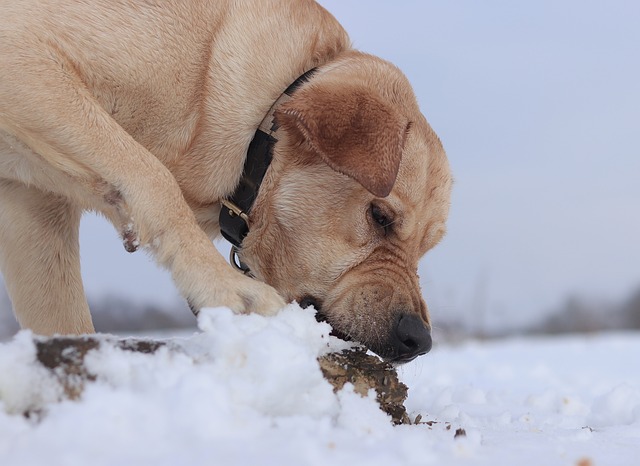 Labrador, Sne, Spise, Hund, Dyr, Kæledyr