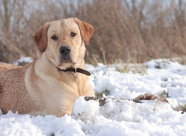 Labrador, Blondine, Retriever, Hund