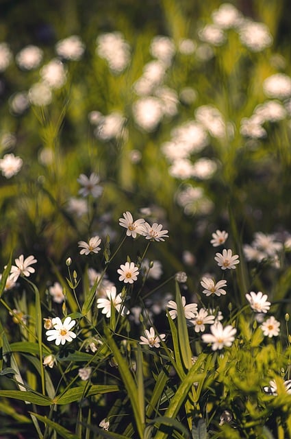 Flowers, flower background, grass and nature — photo by RuslanSikunov