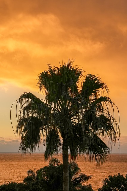 Palme, Morgen, Stimmung, Sonnenaufgang