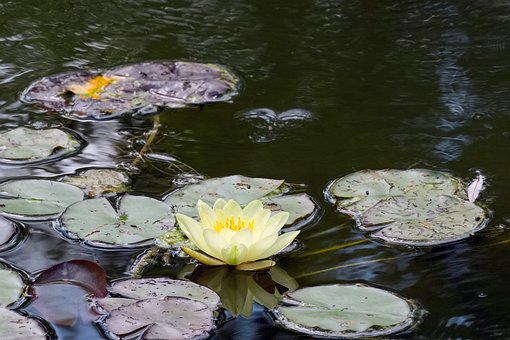 Seerose, Teich, Sommer, Gelb, Aufblühen