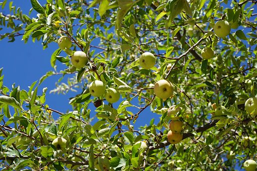Frugt, Natur, Farve, Reb