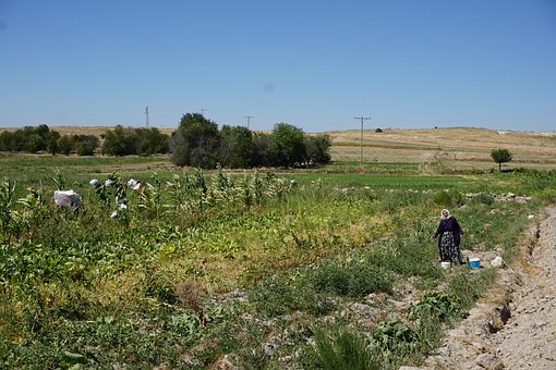 Natur, Solnedgang, Have