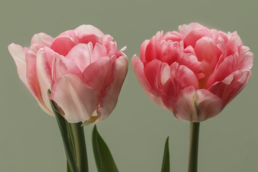Free Nature Plants photo and picture