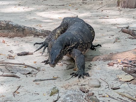 Free Monitor Lizard Water Monitor photo and picture