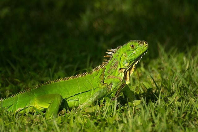 iguana, lizard, reptile, wildlife, exotic, iguanidae, wild, nature, green iguana