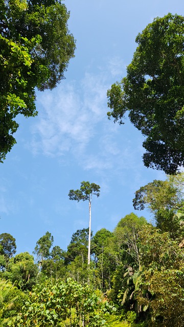 Free Tree Forest photo and picture