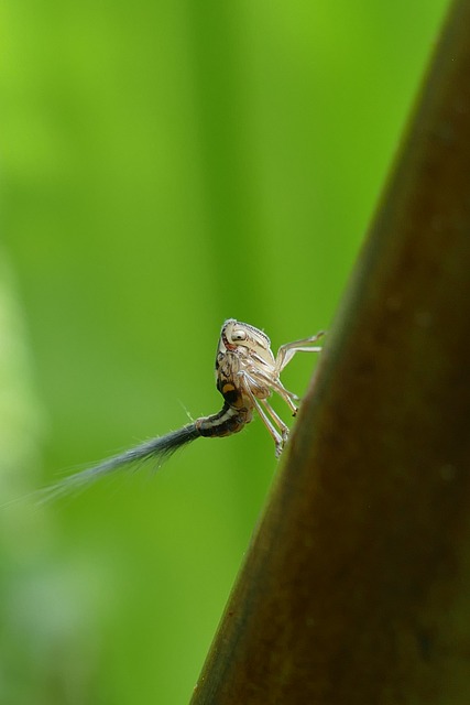 Free Cicada Nymph photo and picture