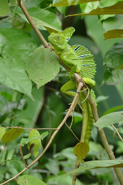 Free Basilisk Lizard photo and picture