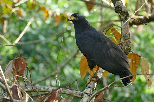 Free Crab Buzzard Raptor photo and picture