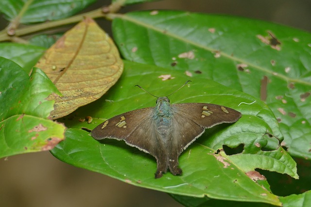 Free Skipper Butterfly photo and picture