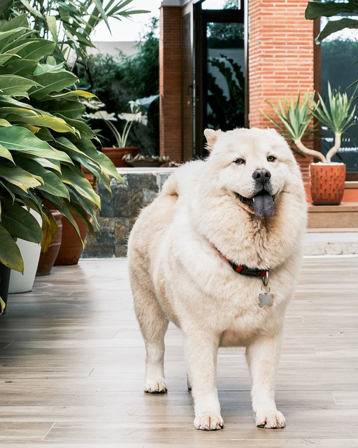 Perro, Chow Chow, Mascota, Animal