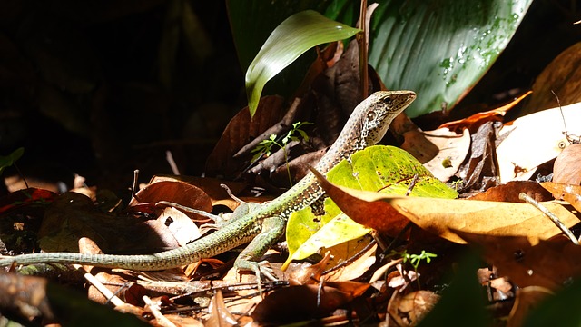 Free Lizard Jungle photo and picture