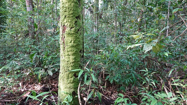 Free Nature Trees photo and picture
