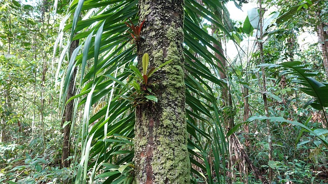 Free Nature Forest photo and picture