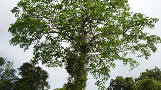 Free Tree Forest photo and picture