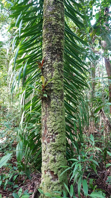Free Nature Tree photo and picture