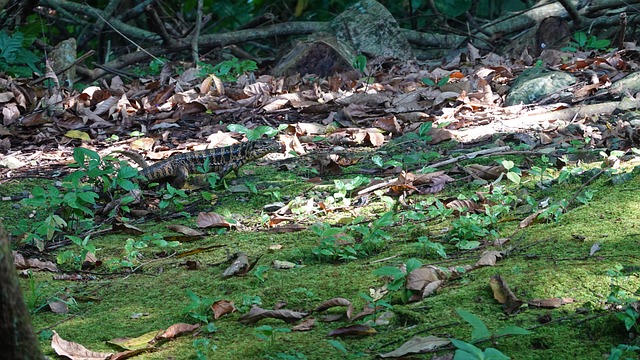 Free Nature Animals photo and picture