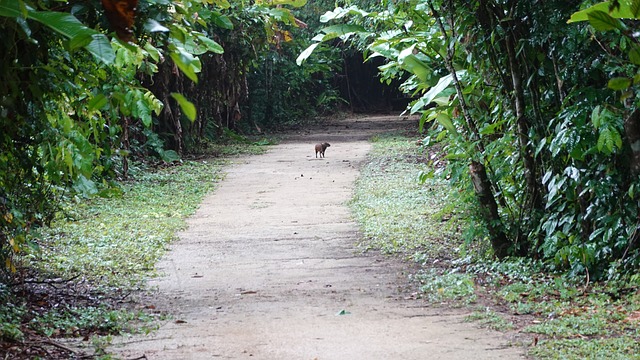 Free Animal Forest photo and picture