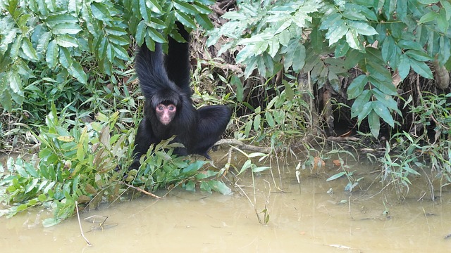 Free Monkey Rainforest photo and picture