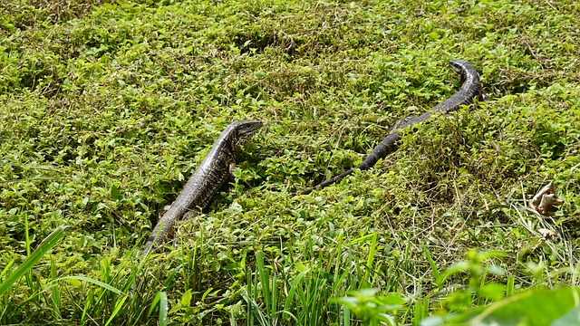 Free Lizard Nature photo and picture