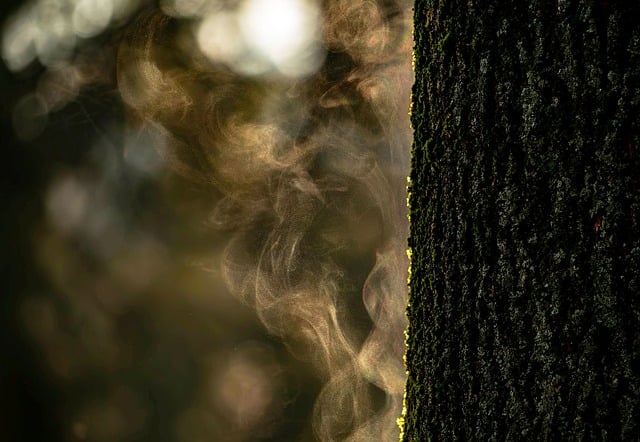 Free Tree Bark photo and picture