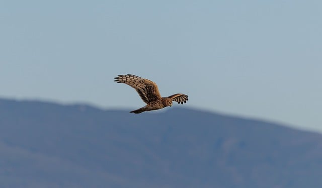 Free Hawk Bird photo and picture