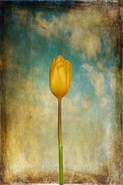 Free Tulip Flower photo and picture
