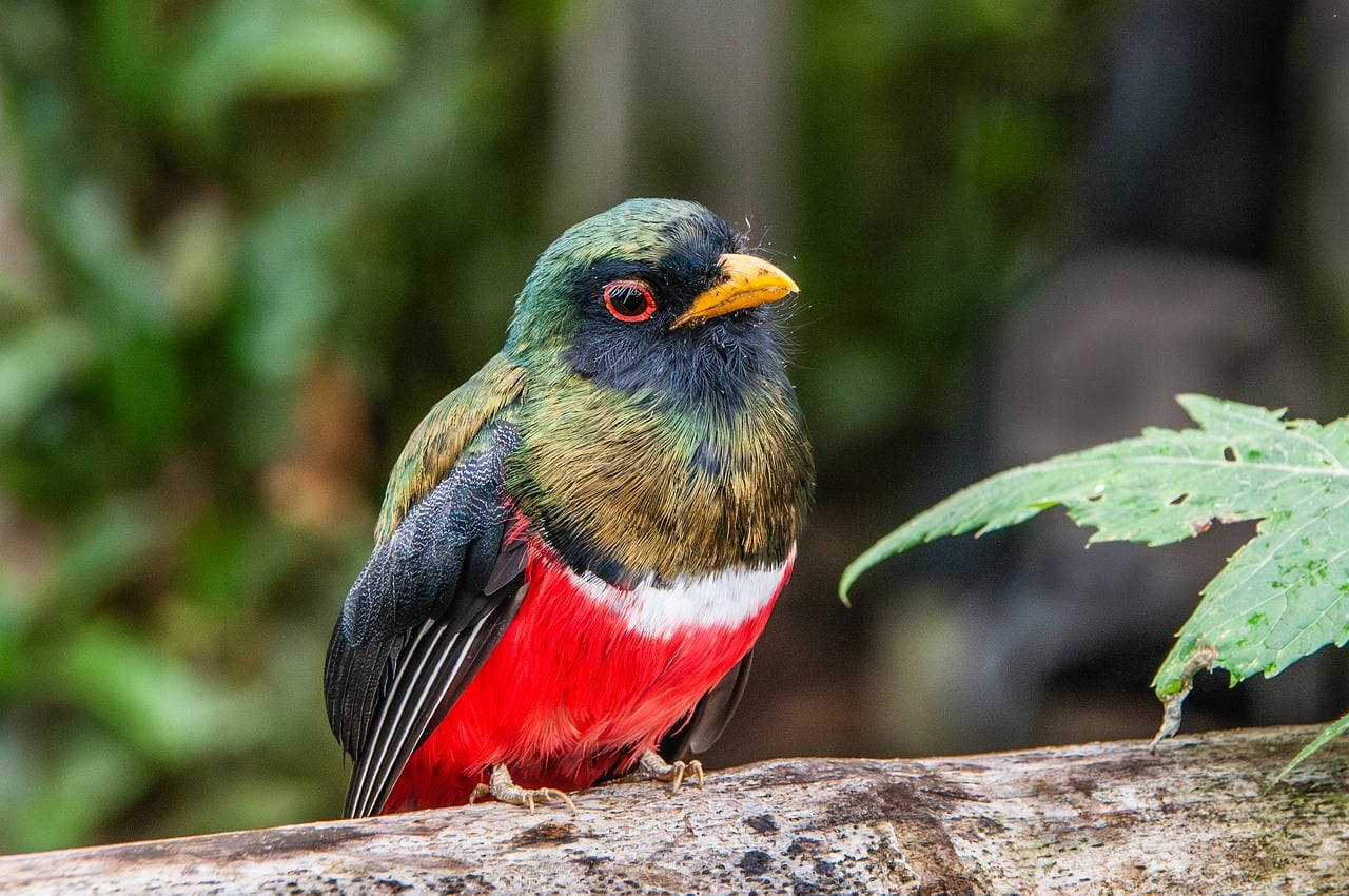Red Cloud Bird Reviewsnull