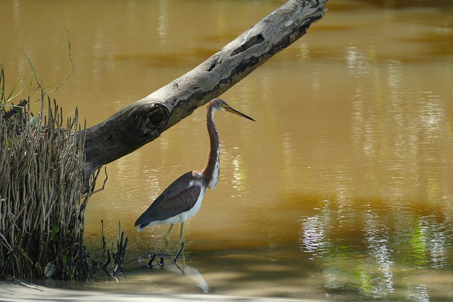 Free Heron Bird photo and picture