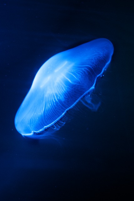 Medusa, Submarino, Naturaleza, Mar