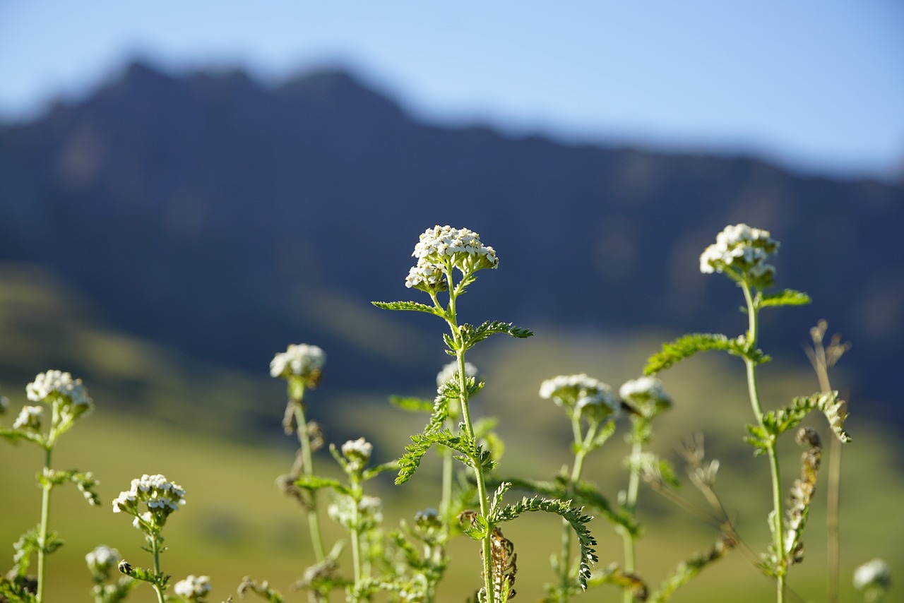 Achillea - free online jigsaw puzzle photo