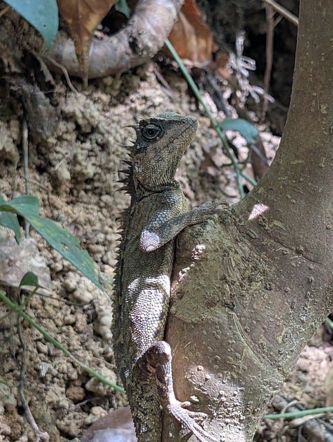 Free Lizard Reptile photo and picture
